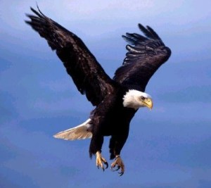 BirdEagle